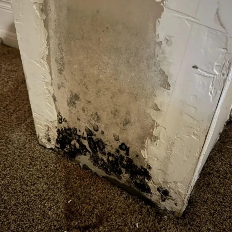 Professional Mold Removal in Amherst, OH